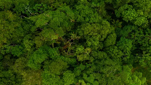 Accounting for fragmented forests is crucial for effective afforestation planning