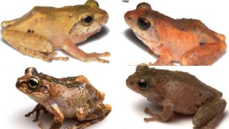 Bush Frogs