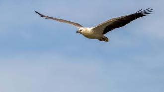 White-bellied Sea-Eagle 