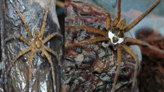 Dolomedes indicus
