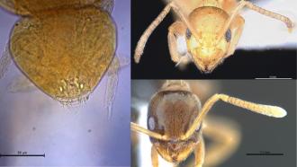 Neelus sikkimensis, Paraparatrechina sohryngkham and Paraparatrechina ali