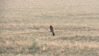 Bird on a wire