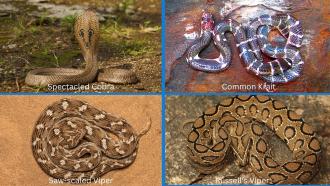 Big four snakes of India