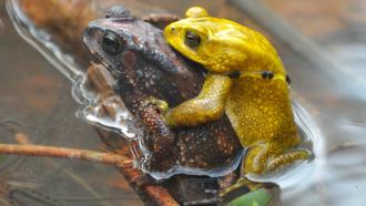Brown female and yellow male Asian Common Toad (Duttaphrynus melanostictus) in amplexus in their natural habitat in Karnataka