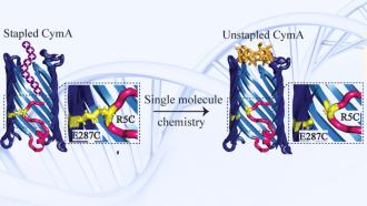 CymA protein nanopore