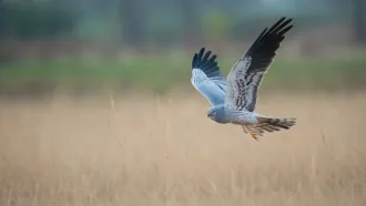 A Montagu's Harrier in a typical grassland habitat. Photo: Vinod M Kumar.