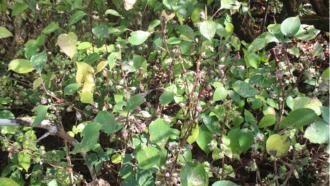 Strobilanthes sharavathiensis