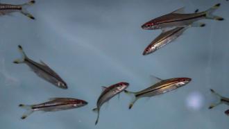 Fish school by intrinsic randomness reveals a new study by researchers at IISc