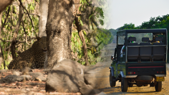 వాహనాల శబ్దం వల్ల జంతువులకు ఇబ్బంది కలుగుతుంది.
