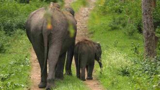 Uncovering the gentle giants: The difference in the personalities of male and female Asian elephants