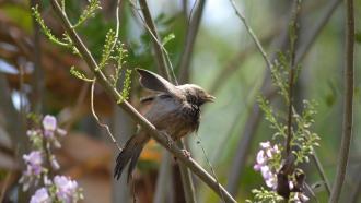 Locked down? Listen to the chorus of the dawn and help science