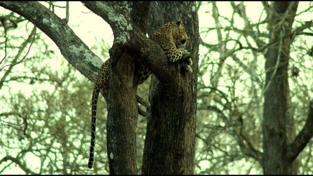 Panthera pardus fusca