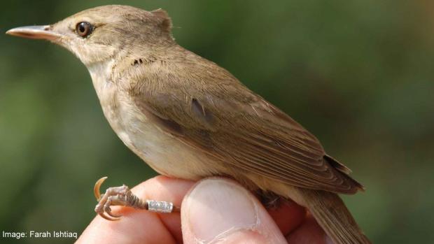 Blyth's Reed Warbler Blyth's Reed Warbler
