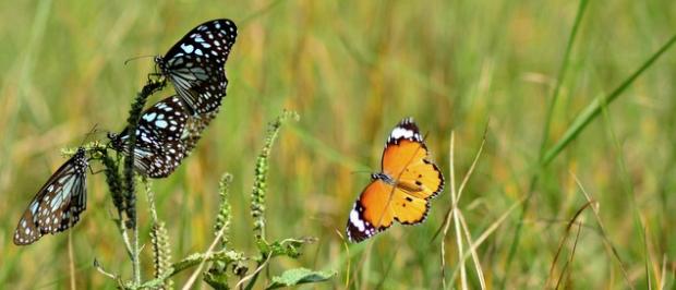 Butterflies found in Gubbi Butterflies found in Gubbi