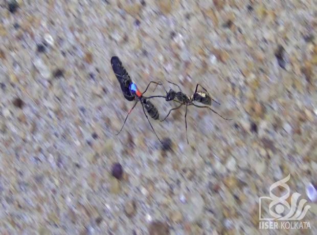 The ant thief (marked Blue-Orange-Blank) was captured red-handed while escaping with the stolen item (pupae) held in its mandibles. A member of the victim colony (marked Blank-Gold-Gold) identifies the thief and stopes her escape by holding onto her leg.