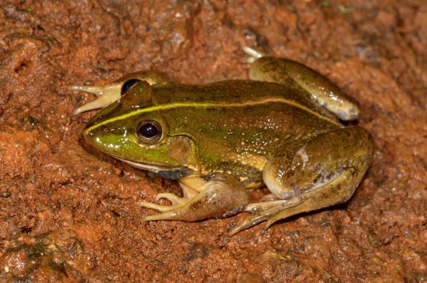 Karaavali Skittering Frog, Photo: KS Seshadri Karaavali Skittering Frog, Photo: KS Seshadri