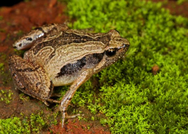 Adult male of Microhyla sholigari from B R Hills, Chamarajanagar District