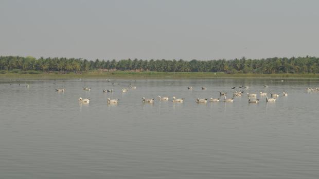 Bar-headed Geese | Photo: Vignesh Kamath