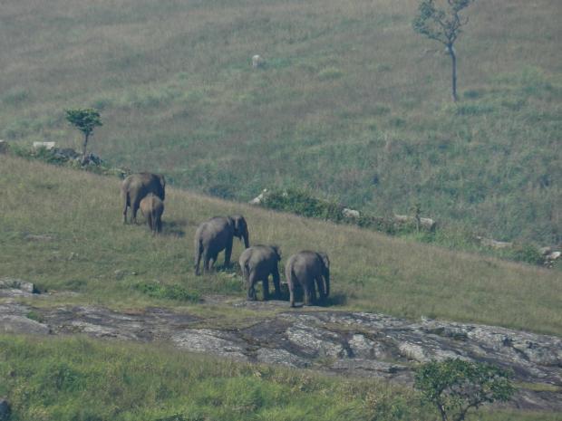 New study may help endangered Asian Elephants survive a little longer