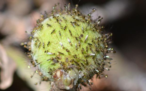 Hundreds of fig wasps congregate on a fig in response to its volatile cocktail. Picture credits: Pratibha Yadav
