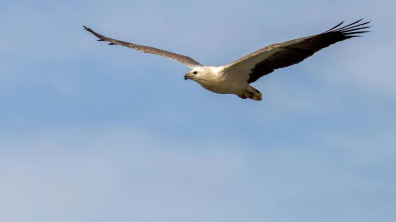 White-bellied Sea-Eagle 