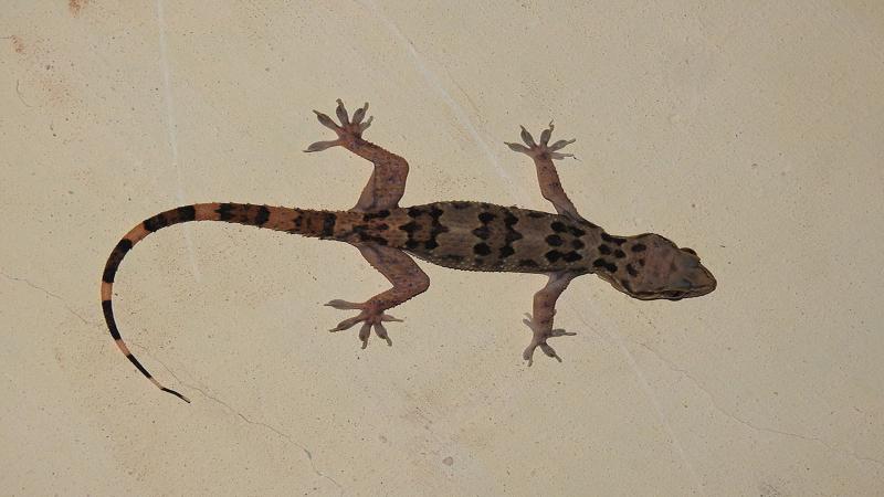 Leaf-toed Gecko Hemidactylus maculatus by Dr. Raju Kasambe. At Mumbai, Maharashtra | Wikimedia Commons CC-BY-SA 3.0 Hello, Gecko! Where do you come from?