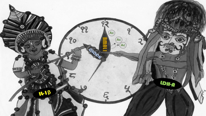 An artistic representation of the L-I-C network in cancer cells depicted in the Indian art form, Yakshagana and Somana Kunitha style (Credit Kirti Lathoria) Unlocking the role of biological clock molecules in cancer cells
