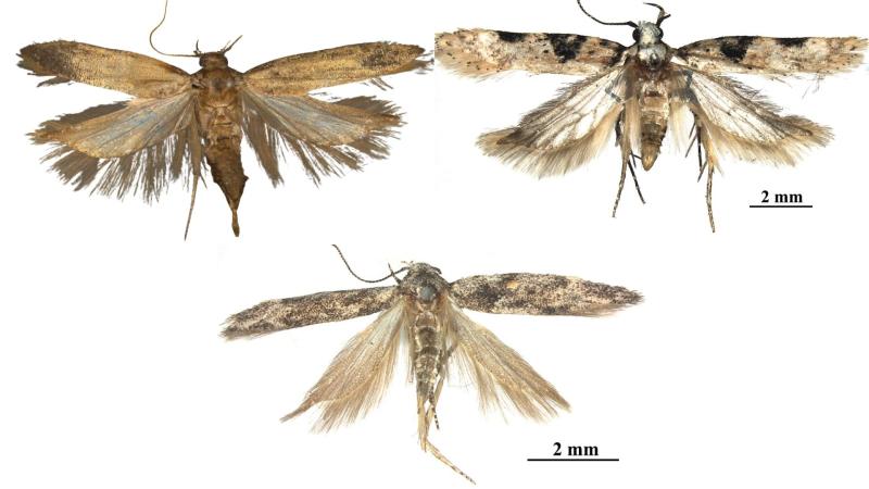 Gelechia adi sp. nov., G. bilobuncusa sp. nov. and Istrianis ladakhensis sp. nov.