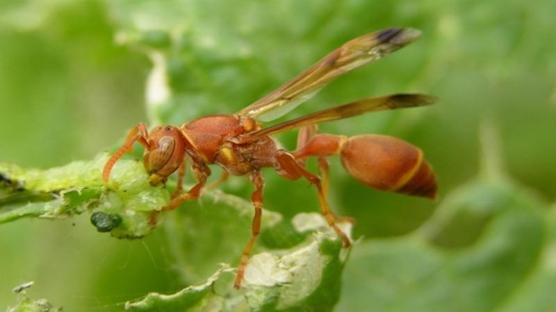 The Indian paper wasp - Ropalidia marginata | School of Ecology and Conservation, University of Agricultural Sciences Bangalore, under Wikimedia Commons CC BY 2.5 Establishing an order within chaos