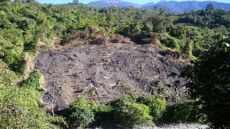 Pic credit Prashanthns via Wikimedia commons Tree-planting may help forests to recover faster after Jhum cultivation