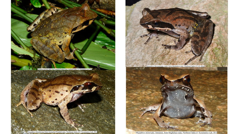 Credits: Top left: Megophrys periosa, Systematics Lab, DU; Top right: Megophrys flavipunctata, S.D. Biju; Bottom left: Megophrys himalayana, Systematics Lab, DU; Bottom right: Megophrys oreocrypta, Systematics Lab, DU Credits: Top left: Megophrys periosa, Systematics Lab, DU; Top right: Megophrys flavipunctata, S.D. Biju; Bottom left: Megophrys himalayana, Systematics Lab, DU; Bottom right: Megophrys oreocrypta, Systematics Lab, DU