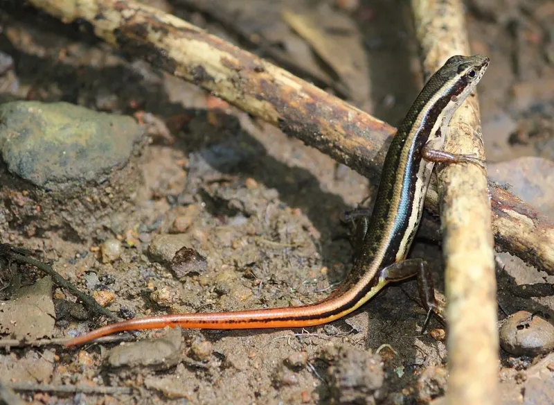 Ocean Hitchhikers: Tracing the Epic Journey of a Tiny Skink