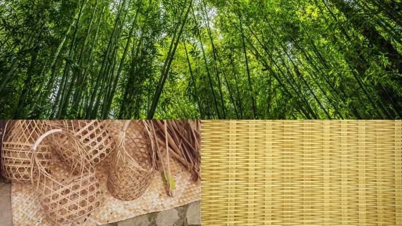 Bamboo Bamboo