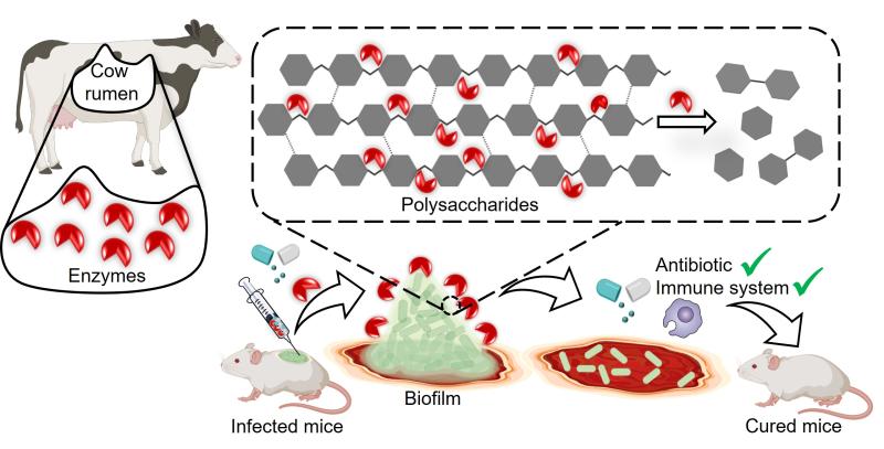 Enzymatic dispersion of K. pneumoniae biofilm ─ enhancing antibiotic and immune system efficacy, leading to curing infection (Image: Reshma Ramakrishnan) Enzymatic dispersion of K. pneumoniae biofilm ─ enhancing antibiotic and immune system efficacy, leading to curing infection (Image: Reshma Ramakrishnan)