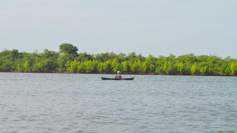 Coastal Mangroves