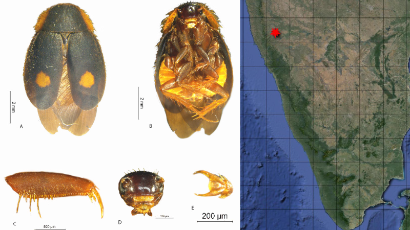 Euthyrrhapha pacifica (Coquebert, 1804). (A) Dorsal View, (B) Ventral view, (C) Profemur, (D) Head and (E) Tarsal Claw. Credit: Authors Euthyrrhapha pacifica species