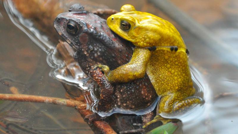 Brown female and yellow male Asian Common Toad (Duttaphrynus melanostictus) in their natural habitat in Karnataka Brown female and yellow male Asian Common Toad (Duttaphrynus melanostictus) in amplexus in their natural habitat in Karnataka