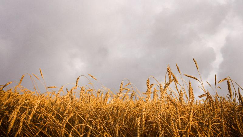 Representative image of air pollution affecting crops Representative image of air pollution affecting crops