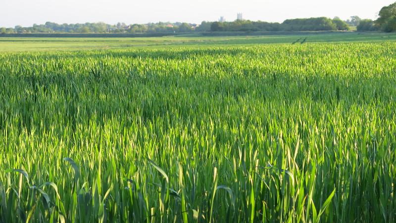 Lush green Wheat Field. Photo: Bayer CropScience UK Lush green Wheat Field. Photo: Bayer CropScience UK