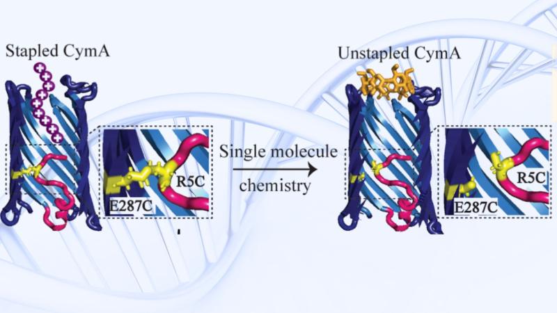 CymA protein nanopore