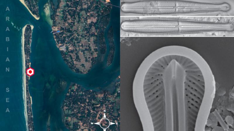 Satellite image of sampling site and microscope images of the diatom, Climaconeis heteropolaris. Source: Cheran et al. https://doi.org/10.1080/0269249X.2025.2534369 Satellite image of sampling site and microscope images of the diatom, Climaconeis heteropolaris