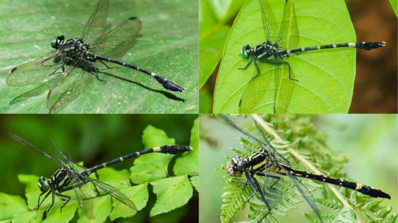 Merogomphus aryanadensis (Top) from Kerala and Merogomphus flavoreductus (Bottom). Credit: Authors Merogomphus aryanadensis (Top) from Kerala and Merogomphus flavoreductus (Bottom)