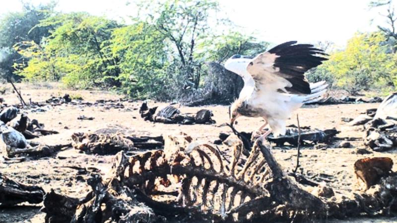 Image: Egyptian Vulture feeding on a carcass. Image credit: Authors.https://doi.org/10.1016/j.biocon.2025.111465 Egyptian vulture feeding on cattle carcass