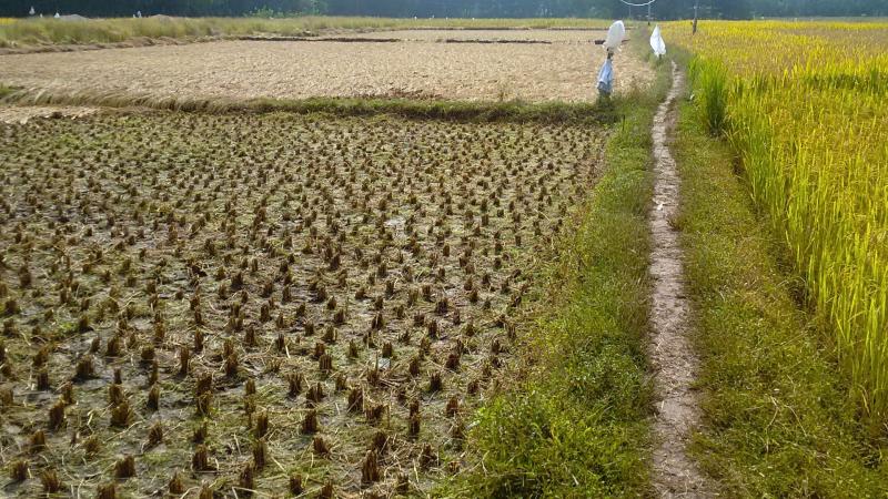 Paddy Farm PaddyFarm