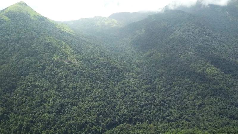 Forest in Western Ghats Forest
