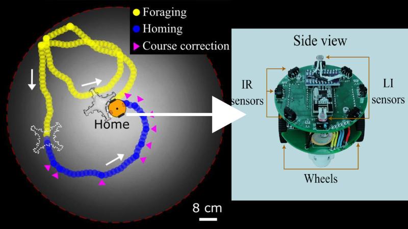 Path taken by the homing robot and a magnified view of the robot. Credit: Dr. Nitin Kumar Path taken by the homing robot and a magnified view of the robot. Credit: Dr. Nitin Kumar