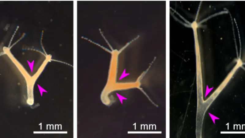Hydra vulgaris