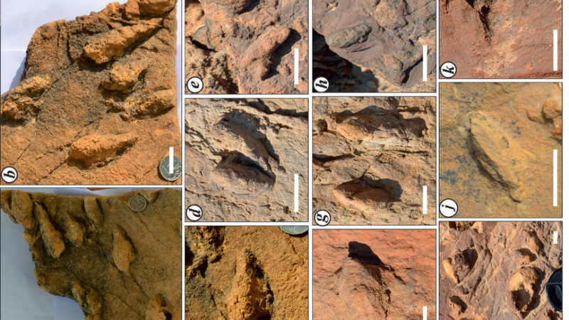 Lockeia gigantus trace fossils found from Fort Member. Credit: Authors Lockeia gigantus trace fossils found from Fort Member. Credit: Authors