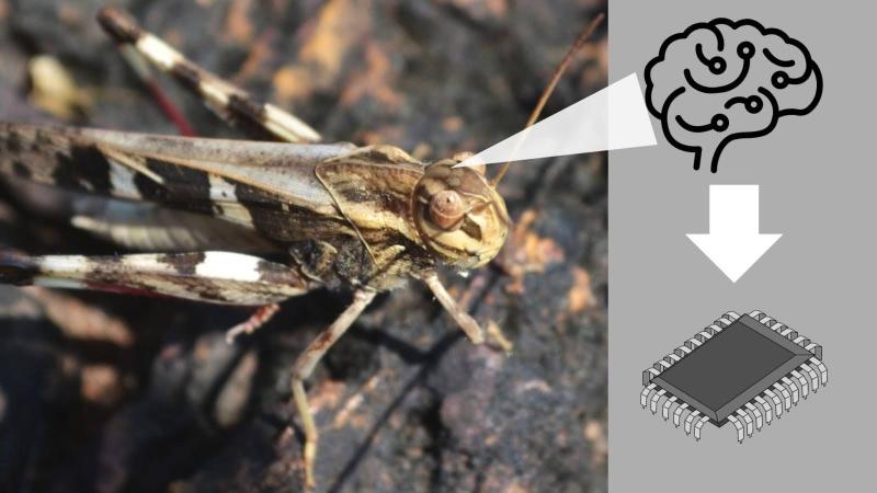 Representative image of mimicking locust brain. Credit: Dennis Joy Representative image of mimicking locust brain. Credit: Dennis Joy
