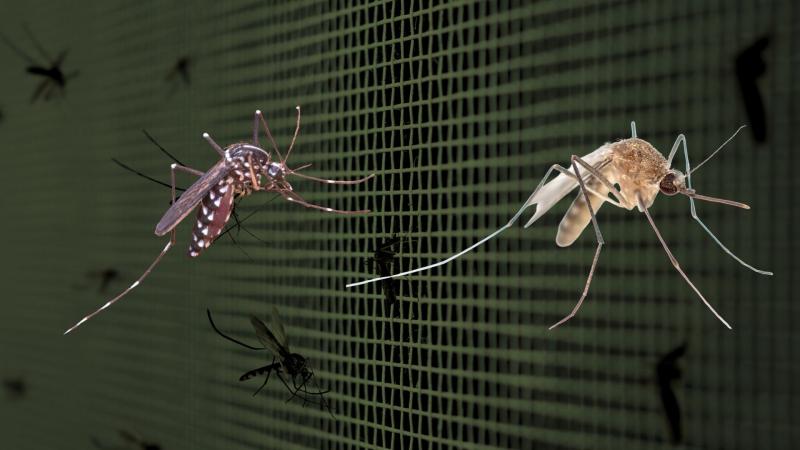 Representative image Mosquitoes